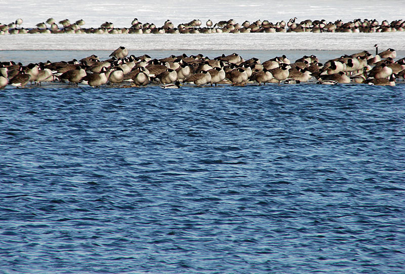 Goosescape by JolieO