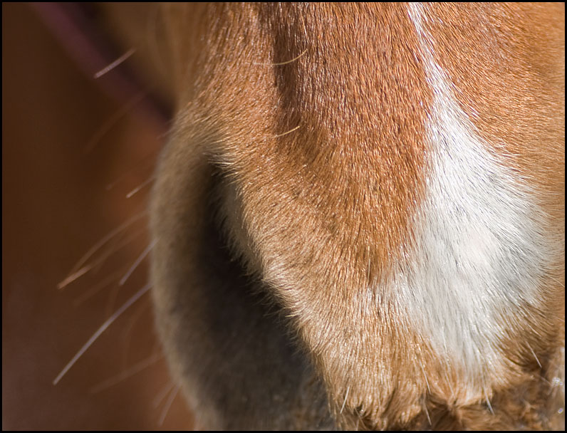 soft nose