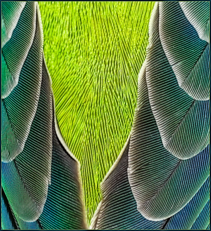 feathers<br><b><i>4th Place</i></b>