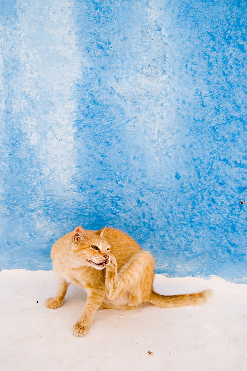 Cat on a blue-white background<br/>by Wojtas