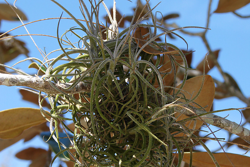 10th Place (tie)<br>Ball Moss <br> by Bev Brink