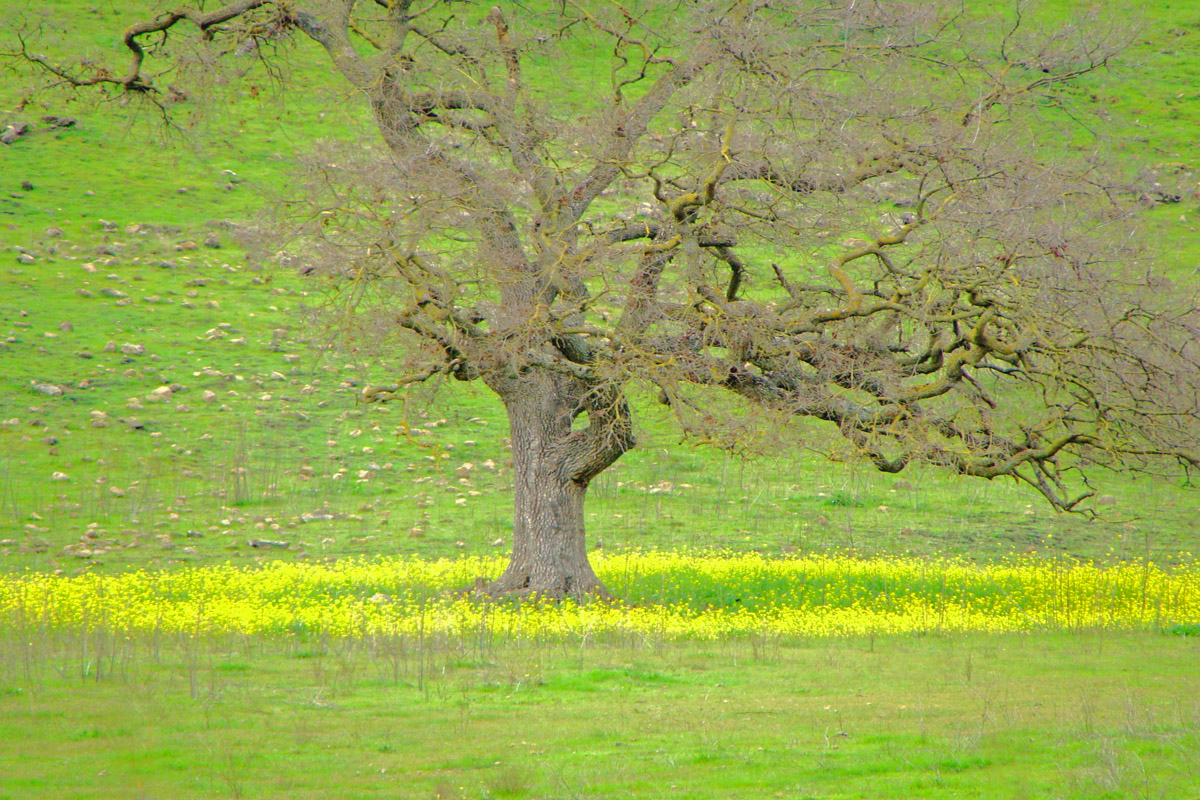 9th Place<br>Oak in Mustard Circle <br> Carol Gilbert