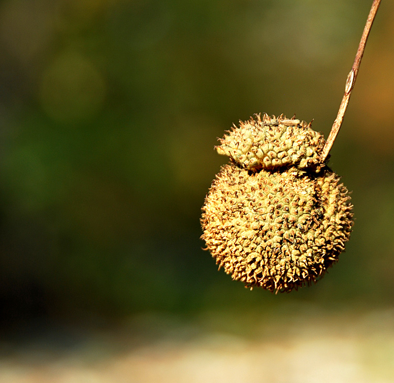Sycamore Sphere