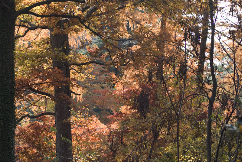 Colors and Light in Concert<br>by Eric White