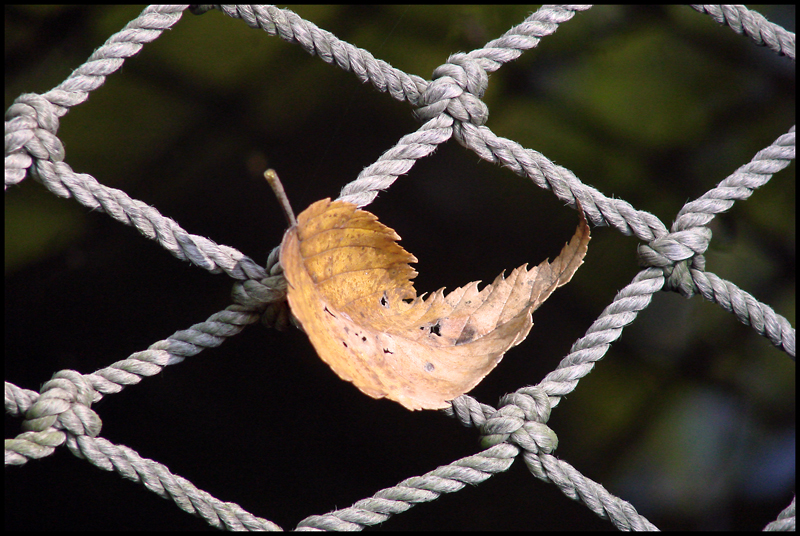 Netted<BR>by photocat37
