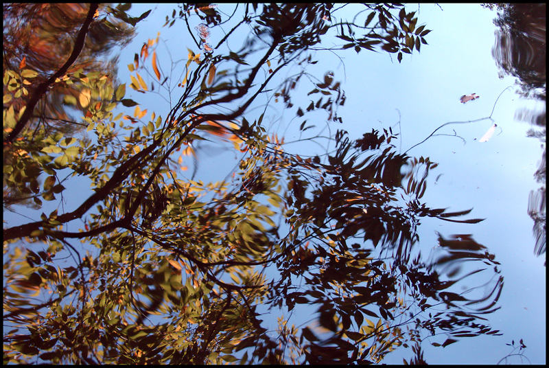 Reflections<BR>by photocat37