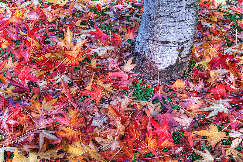 Autumn Leaves HDR*