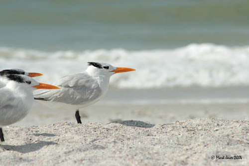 Royal Terns