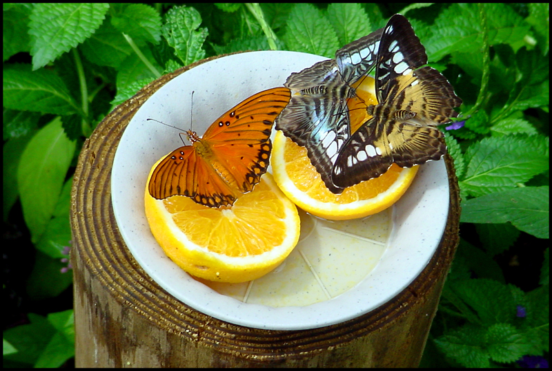 2 Oranges + 3 Butterflies<BR>by photocat37