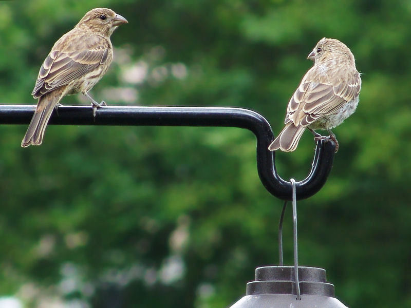 separation anxiety by Bev Brink
