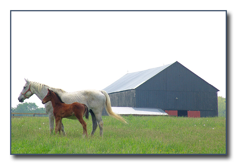 baby horse and foster Mom