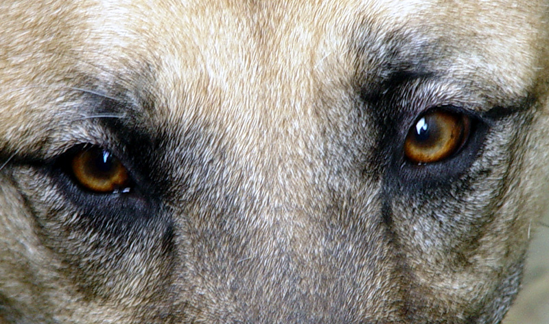 Windows to the Soul
