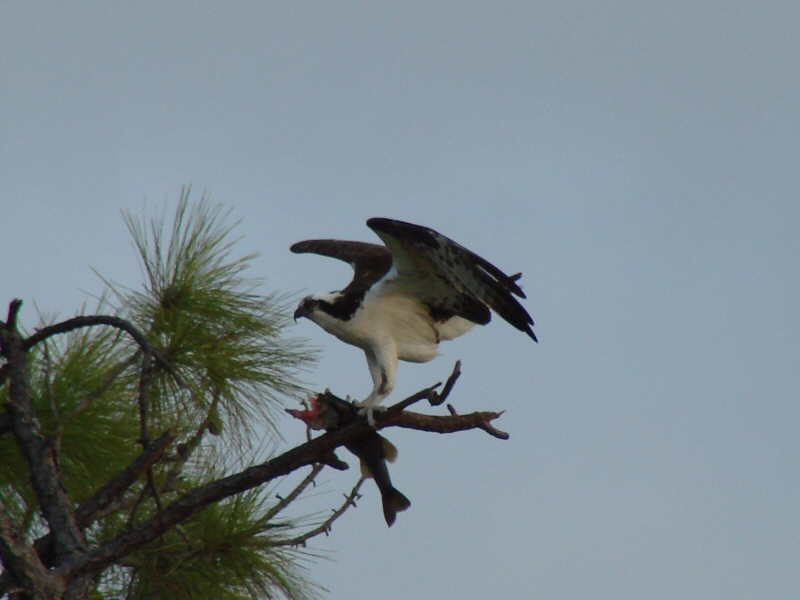 Osprey and His Prey*