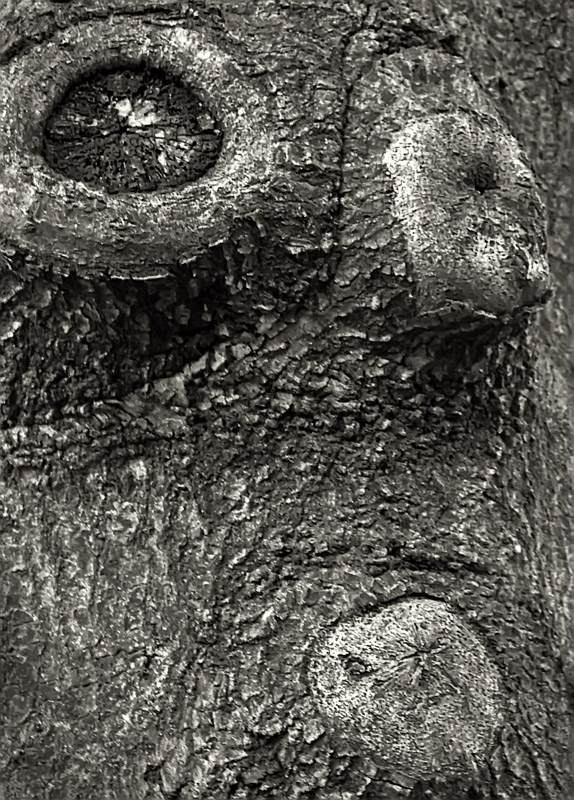 Tree Face