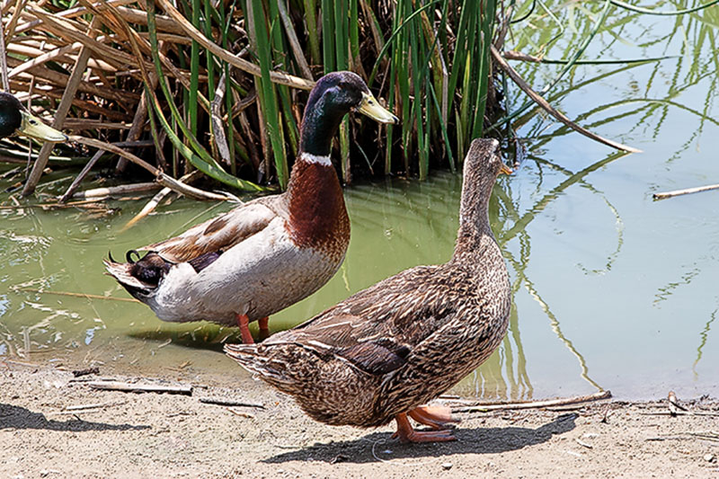 Two Ducks in a Row* <br> by Terry Straehley