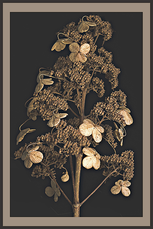 Winter Bounty<br>by inframan