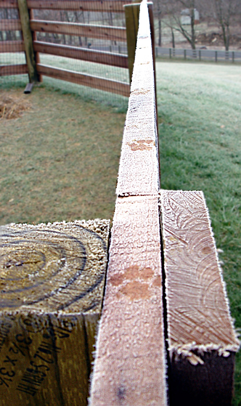 Frosty Feline Walkway