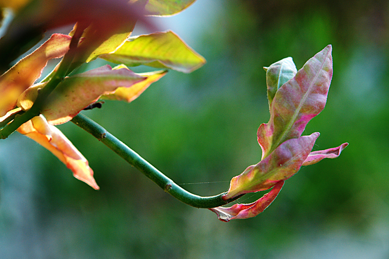 Changing Colours