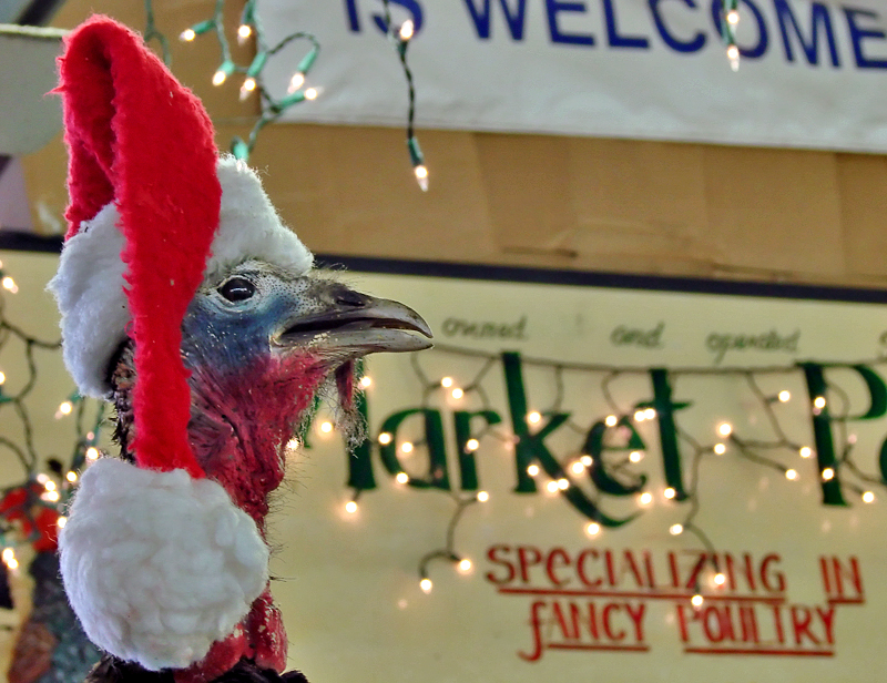 Fancy Poultry