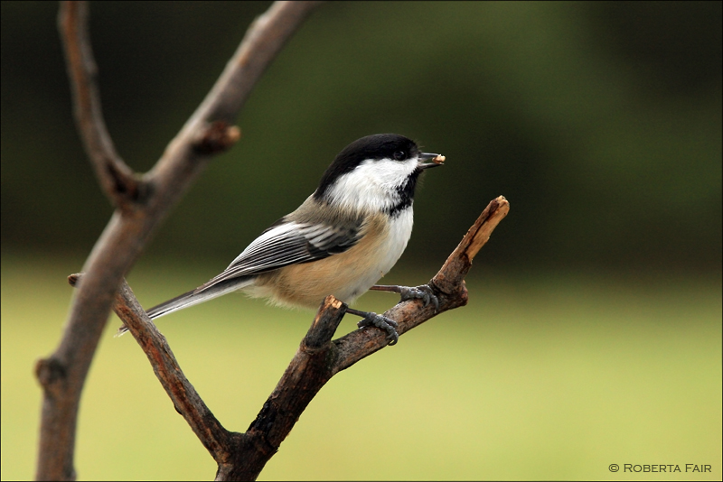 Chickadee