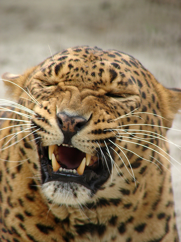 *ROARRR*<br>by Patty88