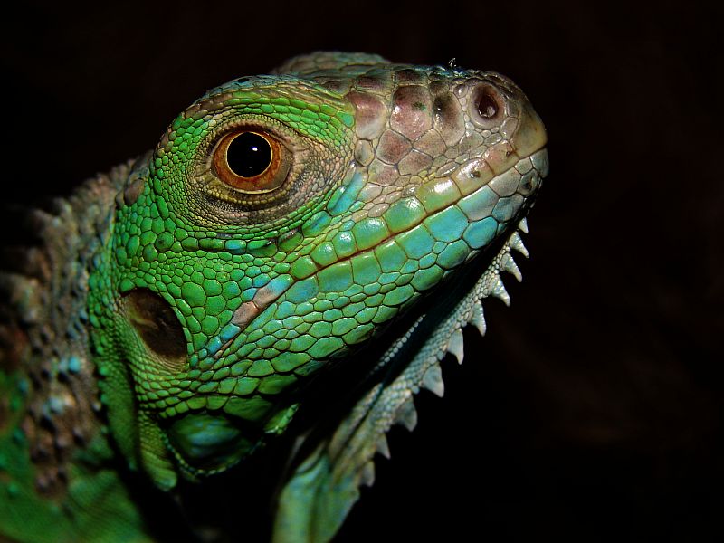 Iguana *<br>by Patty88