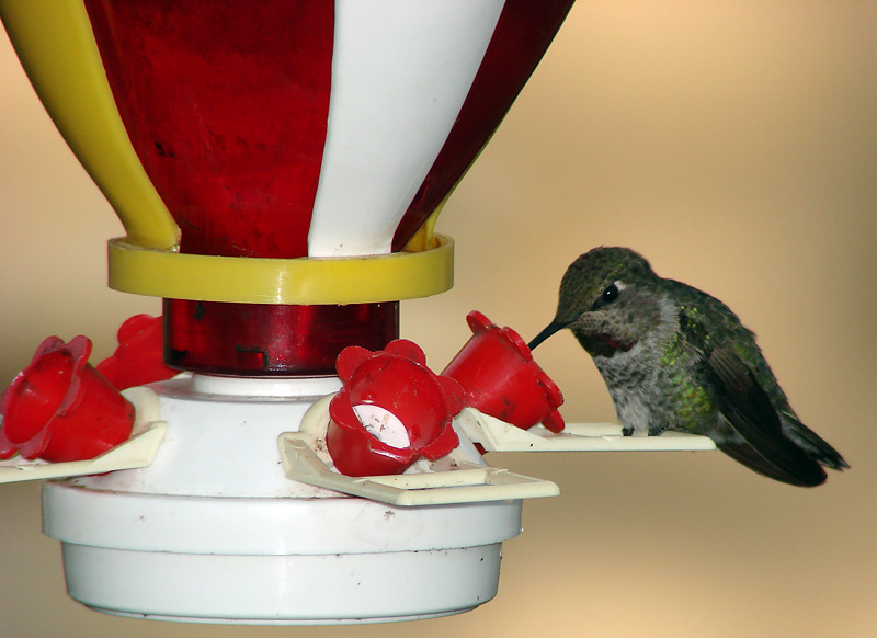 A Hummer<br>by Ed Lindquist