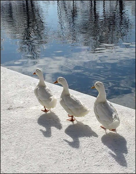 Three of a Kind