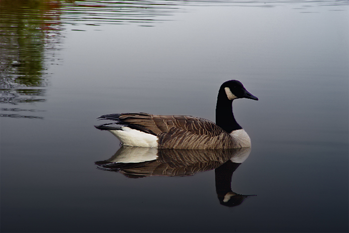 Calm *<br>by Derya Uzturk