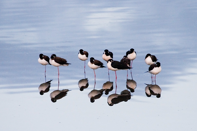 <b>5th Place Tie</b><br>Sleeping Stilts