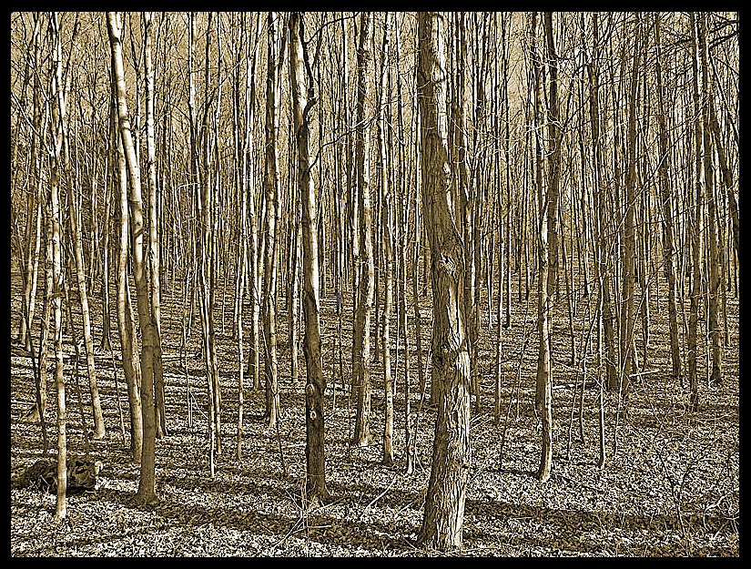 copse of trees <br> by carl lafong