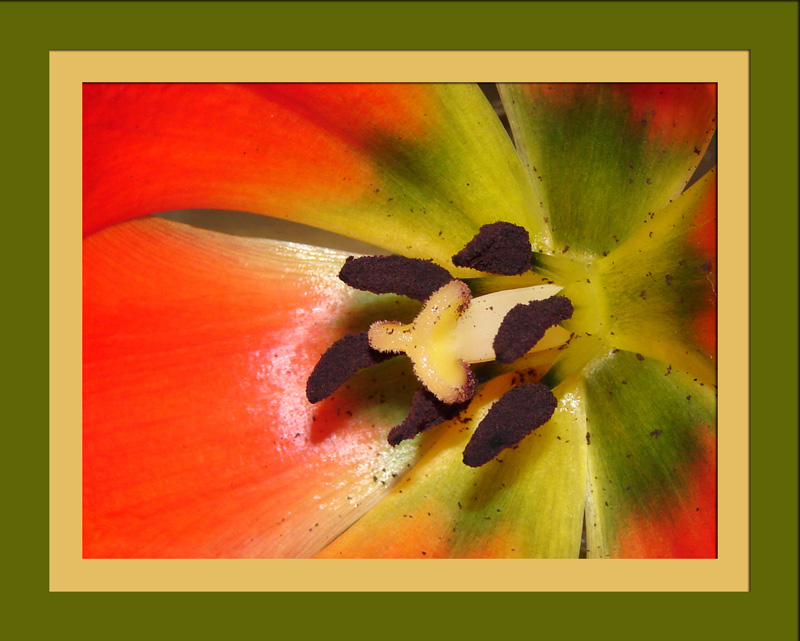 Kaleidoscope<br>by Linda L