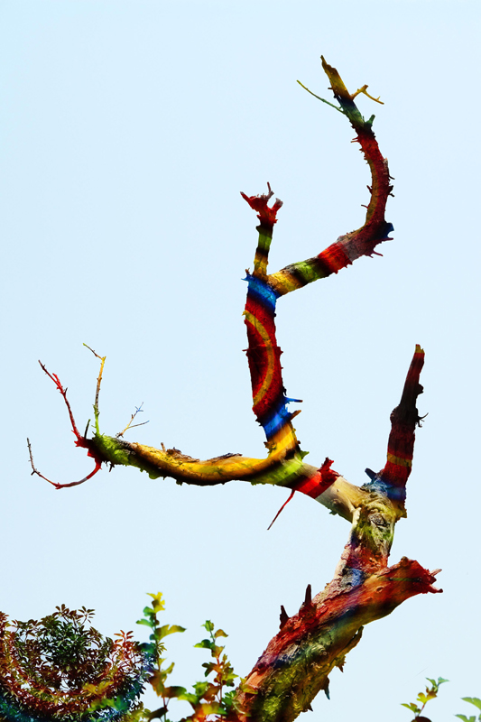 Rainbow Tree