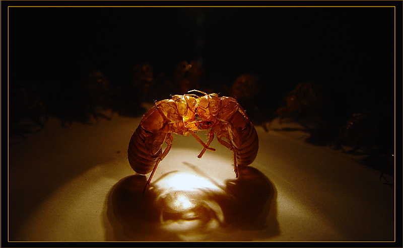 Cicada Fight Club