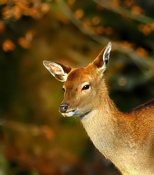 Perfect Light by  Norbert