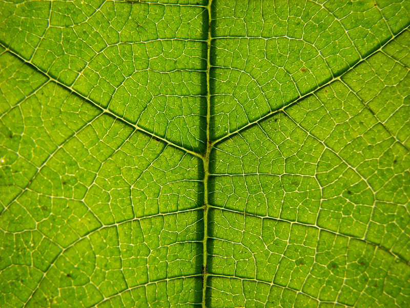 Photosynthesis by Awais Yaqub