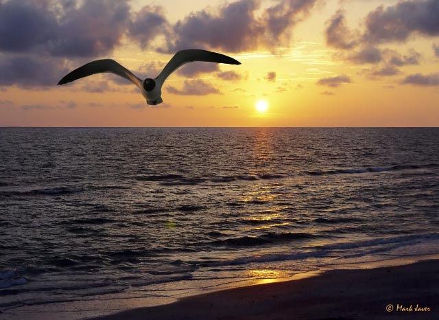Sunset Flight