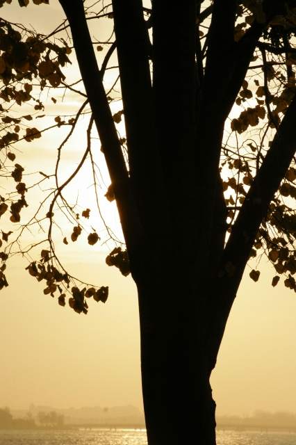 A Tree Grows In Brooklyn