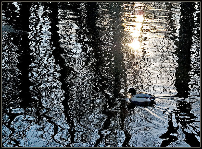 swimming in the sunlight