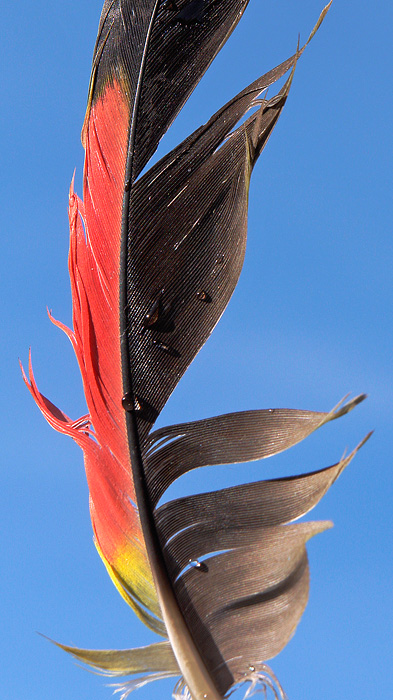 Feather*<br>by mlynn