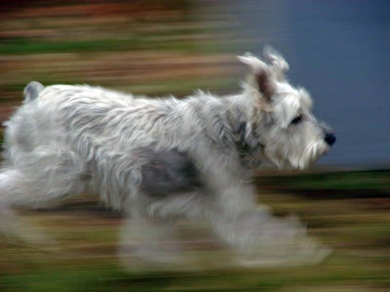 Zoom
