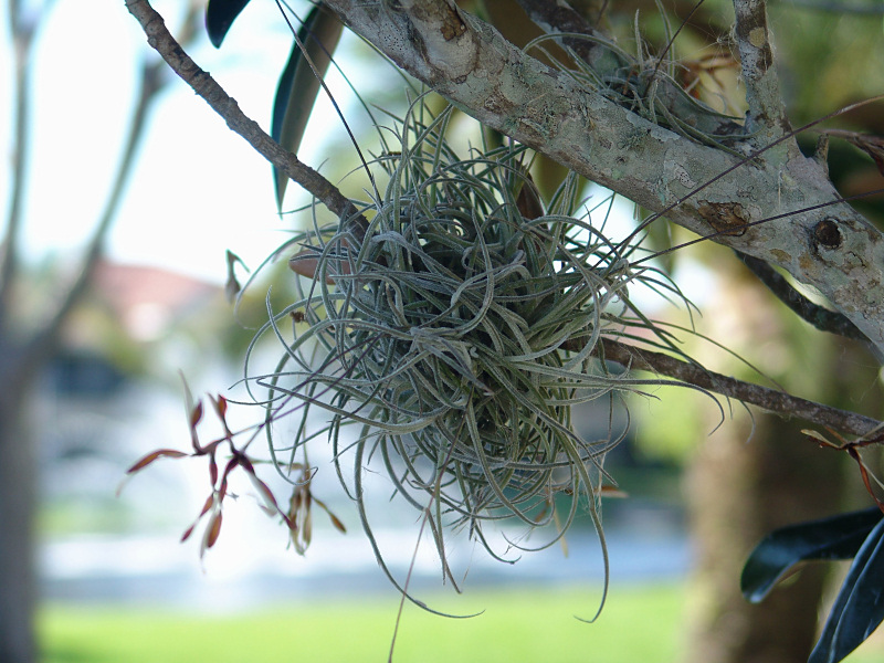 Ball Moss<br>by Bev Brink