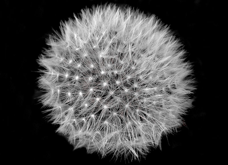 4th: White and Black<br>by NDH