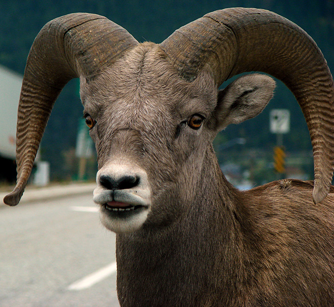 The Alpha Ram*