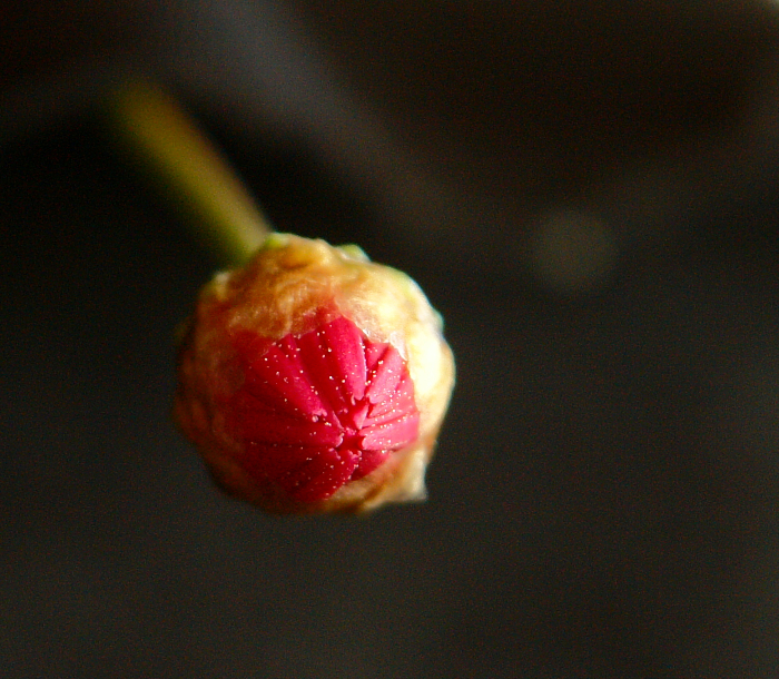 1/4 INCH BUD LOOKING FOR LIGHT<br>by Dale Hardin