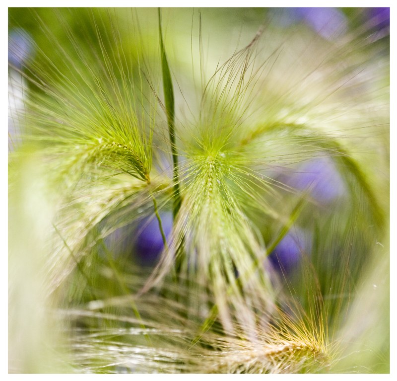 9th: Wheat<br>by Pete W
