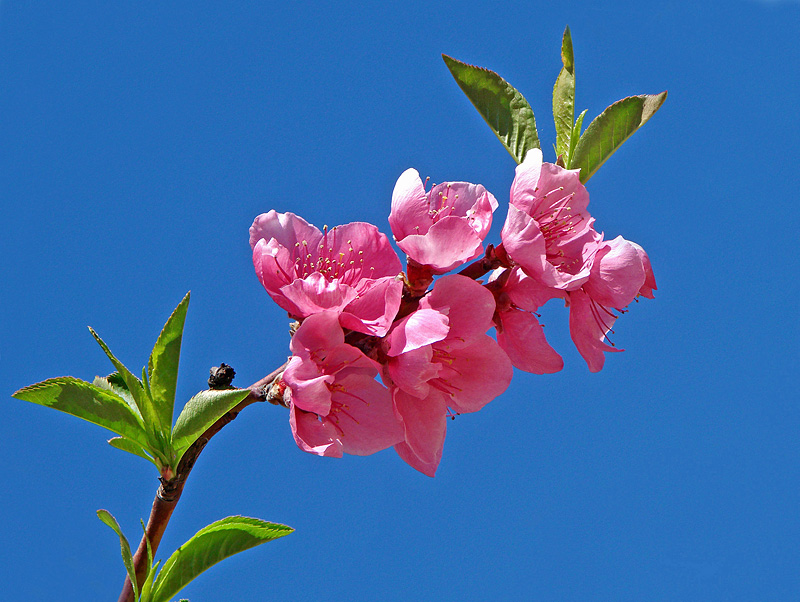 Peach Blossoms Divine<br>by lac111