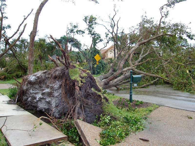 Wilma 1, Tree 0*