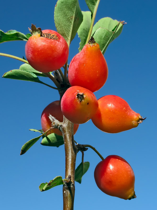 Red,Green,Blue:<br>Autumns Little Bounties*