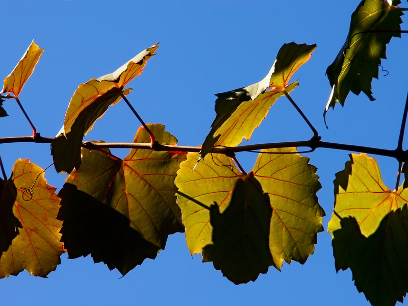 Early Signs:<br>of Autumn Colour*